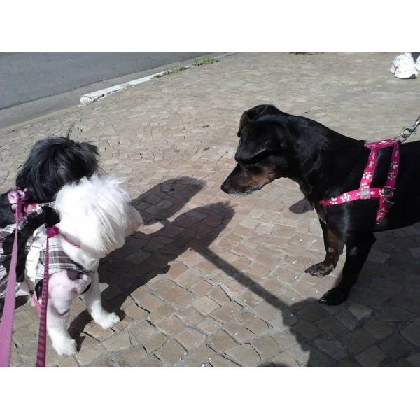 Achar Adestrador para Cão na Cidade Ademar - Empresa de Adestradores de Cães