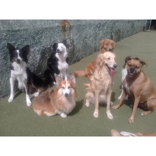 Achar Adestradores para Cão no Jardim Bonfiglioli - Empresa de Adestradores de Cães