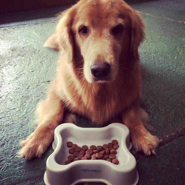 Achar Adestramento de Cachorros na Vila Mariana - Adestramento Cachorro