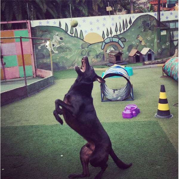 Achar Adestramento para Cachorro no Rio Pequeno - Empresa de Adestramento de Cães