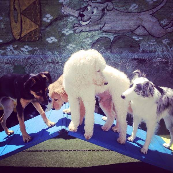 Achar Creche Cão em Santana de Parnaíba - Creche para Cachorro na Berrini