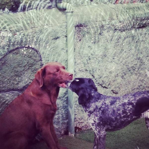 Adestrador para Cão na Vila Andrade - Adestrador de Cães em Santo Amaro