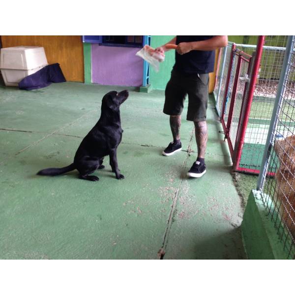Adestradores no Jardim América - Adestrador de Cães em Santo Amaro
