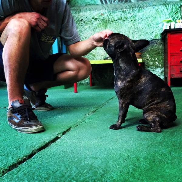 Adestradores para Cachorro na Vila Mariana - Adestrador Canino Preço