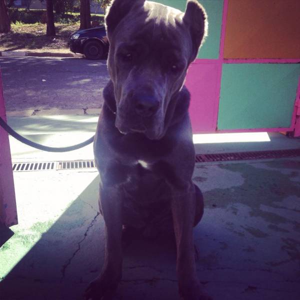 Adestradores para Cachorro no Campo Belo - Empresa de Adestradores de Cachorros