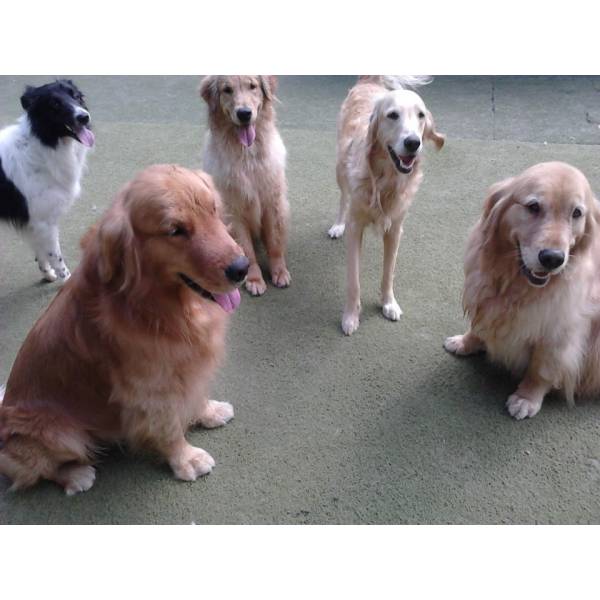 Adestradores para Cachorro no Campo Limpo - Adestrador de Cães em SP