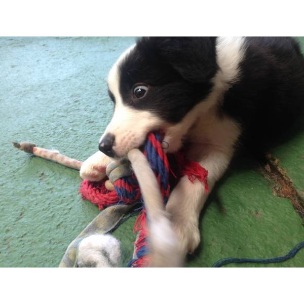 Adestramento de Cachorrinhos no Aeroporto - Adestramento de Cães no Butantã