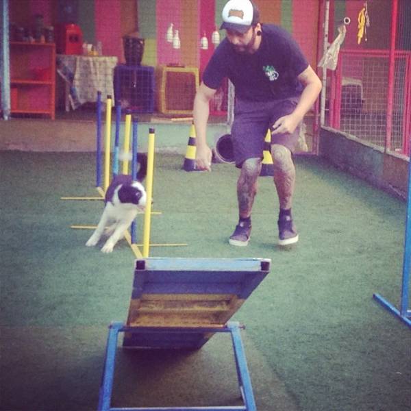 Adestramento de Cachorrinhos no Pacaembu - Adestramento de Cães na Berrini