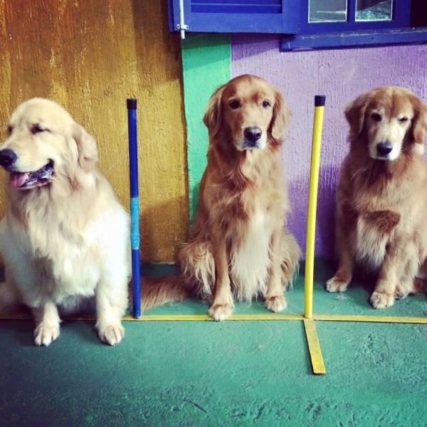 Adestramento de Cachorro em Osasco - Adestramento de Cães no Butantã