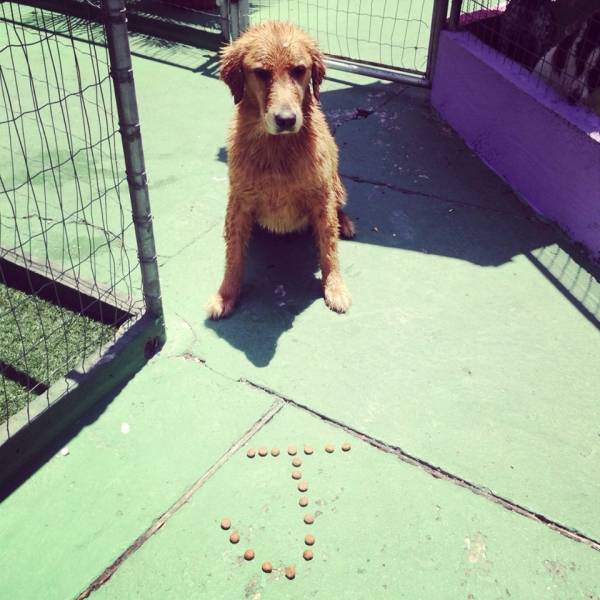 Adestramento de Cachorros em Barueri - Adestramento de Cães em São Paulo