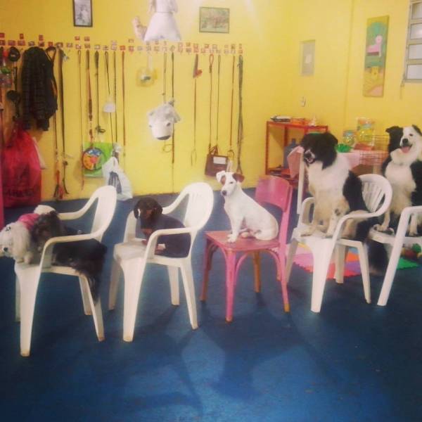 Adestramento de Cães em Moema - Adestramento de Cães em SP