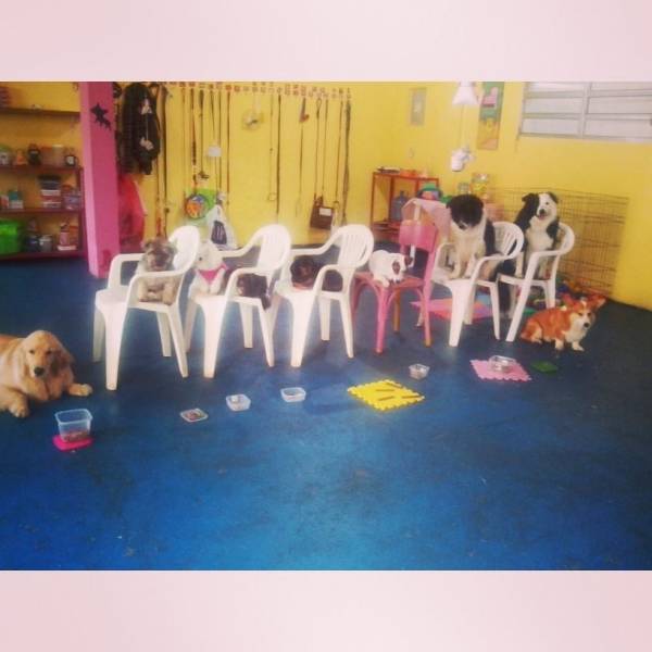 Adestramento de Cão no Campo Belo - Adestramento de Cães em São Paulo