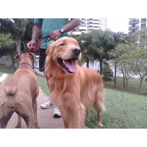 Adestramento de Cãozinho no Jardim Paulista - Adestramento de Cães em Cotia