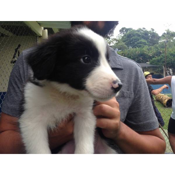 Adestramento de Cãozinho no Jardim Paulistano - Adestramento de Cães na Vila Madalena