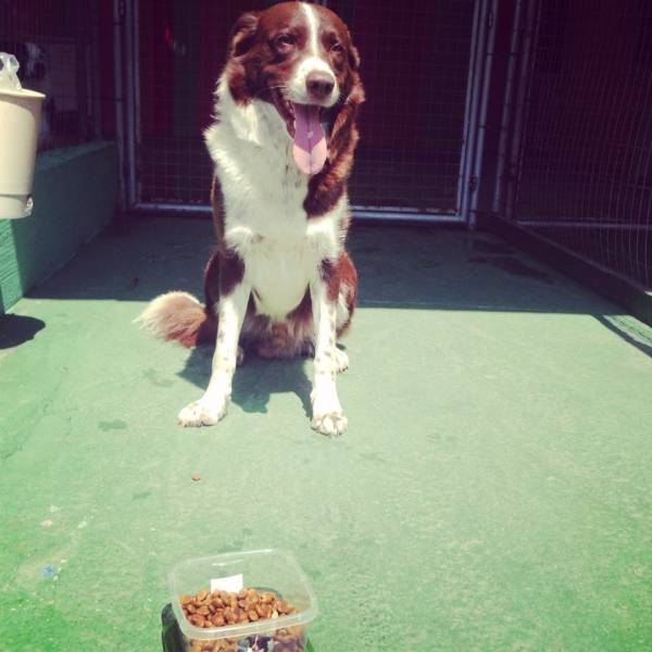 Adestramento para Cachorro na Lapa - Adestramento de Cães no Butantã