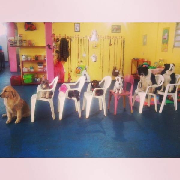 Adestramento para Cachorros em Osasco - Adestramento de Cães no Butantã
