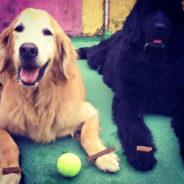 Adestramento para Cães em Moema - Adestramento Cachorro