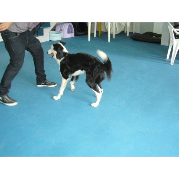 Adestrar Cachorrinho no Jardim Paulistano - Serviço de Adestramento de Cachorros