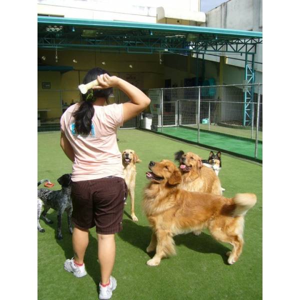 Adestrar Cãozinho na Água Branca - Serviço de Adestramento de Cachorros