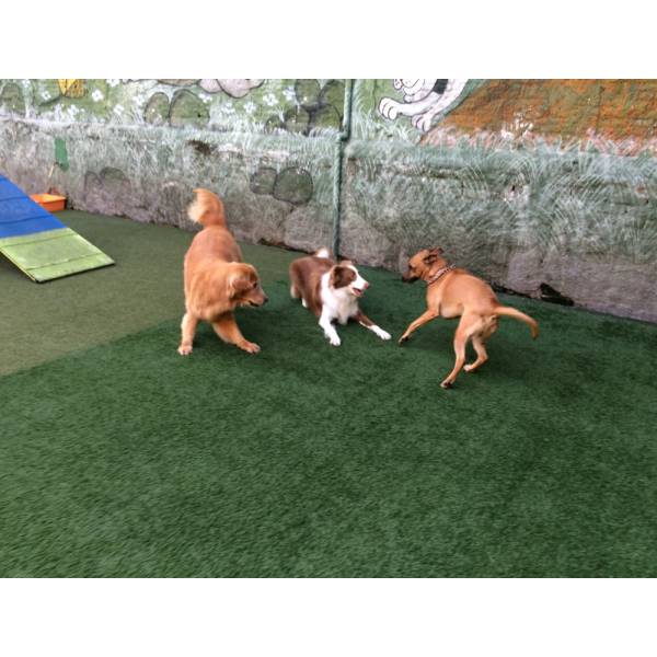Brincadeiras para Cão em Hotel no Jardim Paulista - Hotelzinho para Cachorro na Vila Madalena