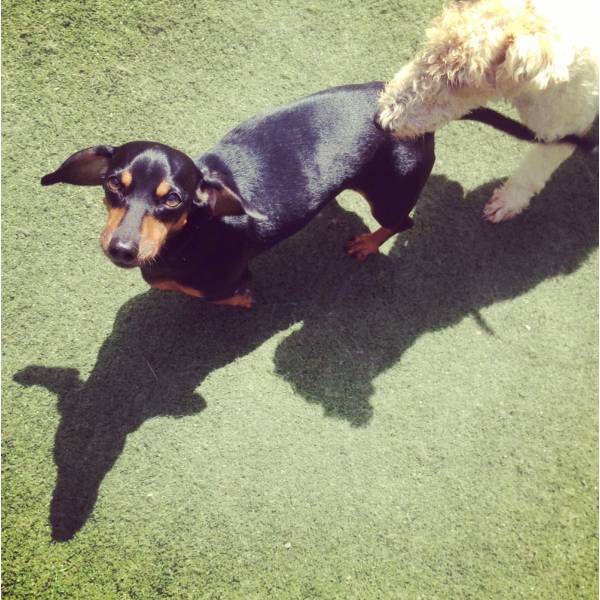 Cachorros Hotéizinhos em Moema - Hotelzinho para Cachorro no Brooklin