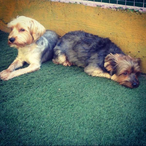 Cão em Pinheiros - Hotelzinho para Cachorro na Berrini