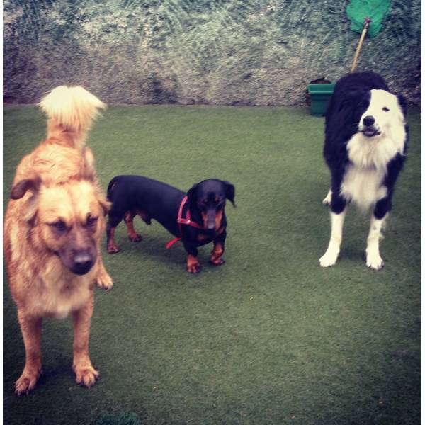 Cão Hotel no Jardim América - Hotelzinho para Cachorro na Berrini