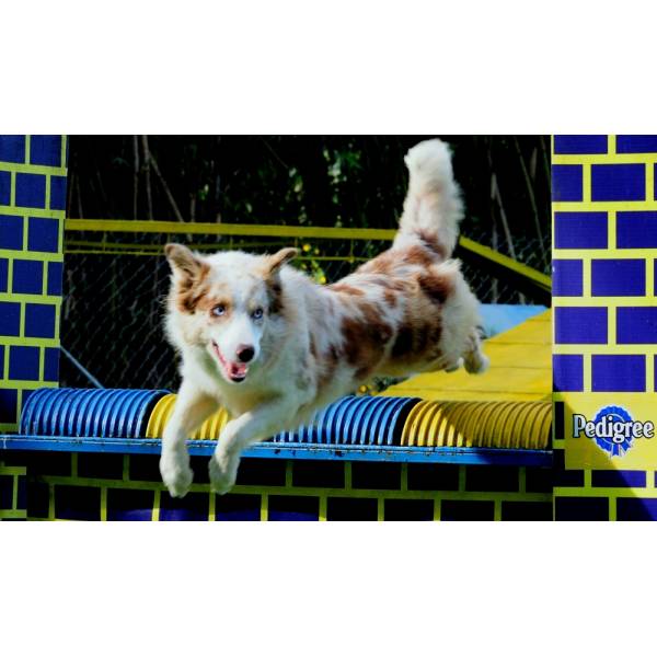 Competições Dog  no Jardim São Luiz - Hotel para Cães no Butantã