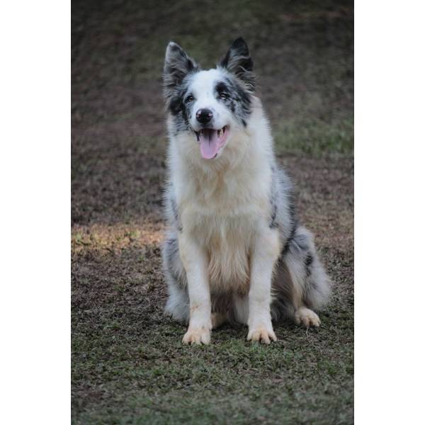 Competições Dogs  em Cotia - Hotel para Cães no Butantã