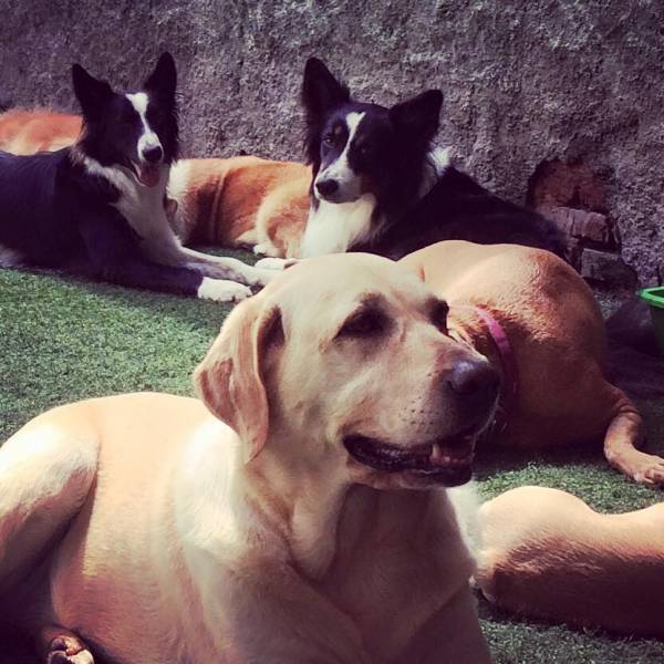 Creche de Cães no Jardim Paulistano - Creche para Cachorro no Itaim Bibi