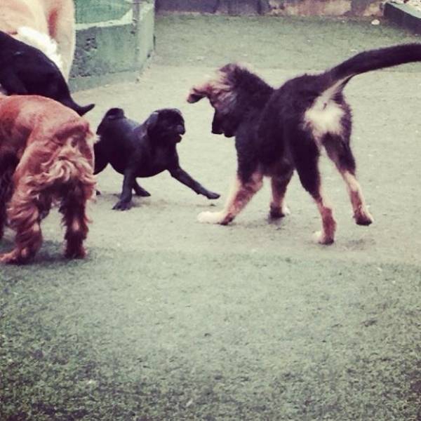 Creche de Cão no Jardim Europa - Creche para Cachorro em SP