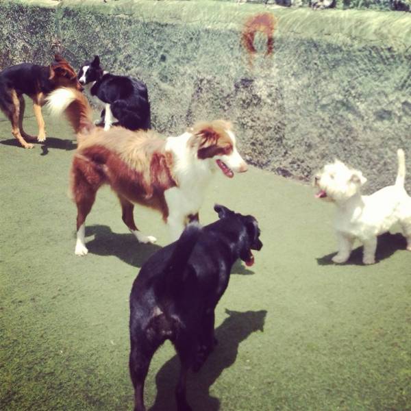 Creche para Cães em Embu Guaçú - Creche para Cachorro em SP