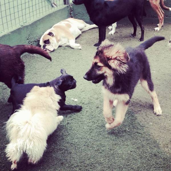 Creches de Cães em Jandira - Creche para Cachorro no Itaim Bibi