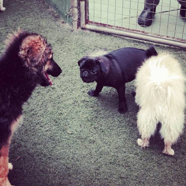 Creches de Cão  em Embu das Artes - Creche para Cachorro em SP