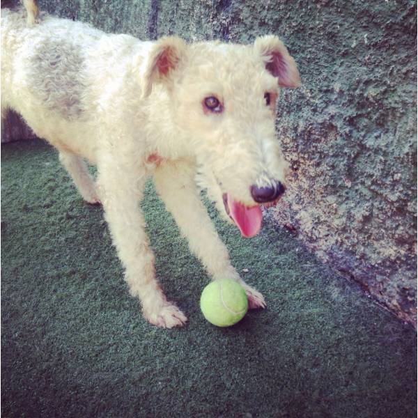 Cuidados com Cães no Jardim Paulistano - Hotelzinho para Cachorro no Butantã