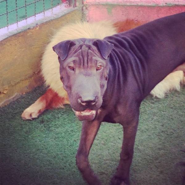 Cuidados com Cão Hotéis no Jardim São Luiz - Hotelzinho para Cachorro na Berrini