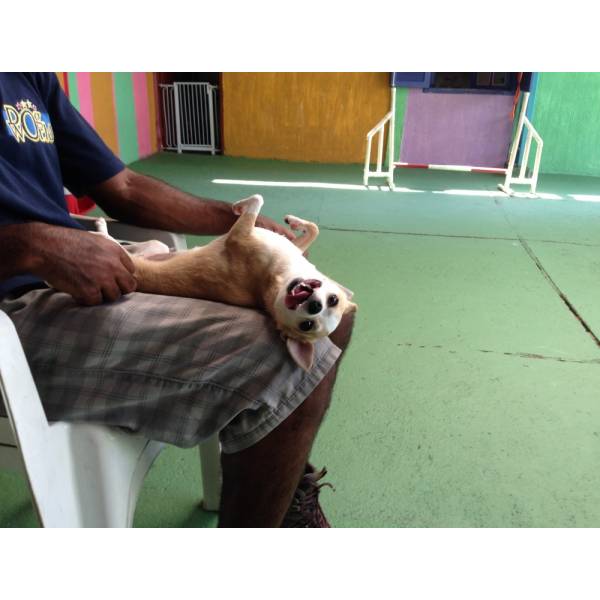 Cuidar do Meu Dog na Lapa - Hotelzinho para Cachorro na Berrini