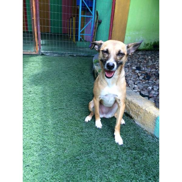 Daycare Canino em Moema - Dog Care em SP