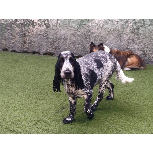 Daycare de Cachorro no Jardim Europa - Dog Care em Cotia