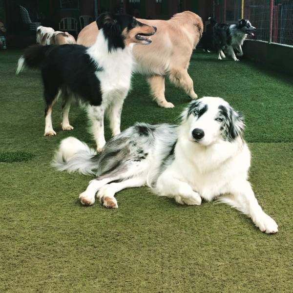 Daycare de Cachorros em São Lourenço da Serra - Dog Care
