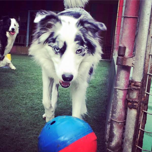 Daycare de Cães em Embu das Artes - Dog Care em SP