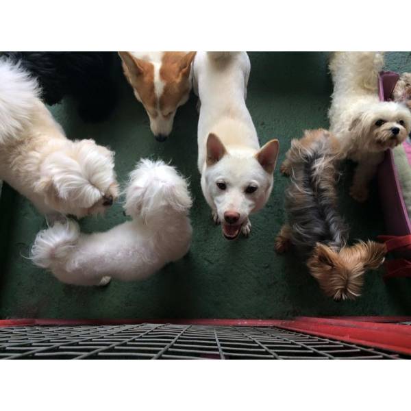 Daycare para Cães em Taboão da Serra - Serviço de Daycare Canino