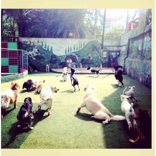 Diversão de Hotel para Dogs no Jardim Paulista - Hotel para Animais no Butantã