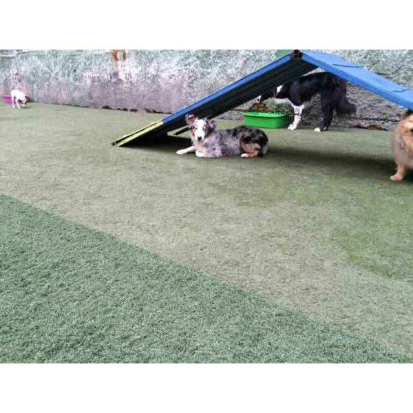 Diversão em Hotéis no Butantã - Hotelzinho para Cachorro na Berrini
