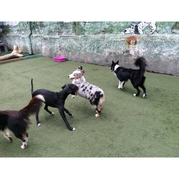 Diversão em Hotel para Dogs no Alto da Lapa - Hotelzinho para Cachorro na Berrini