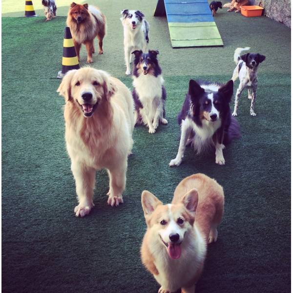 Diversão Hotel de Cachorro em Sumaré - Hotel para Animais no Butantã