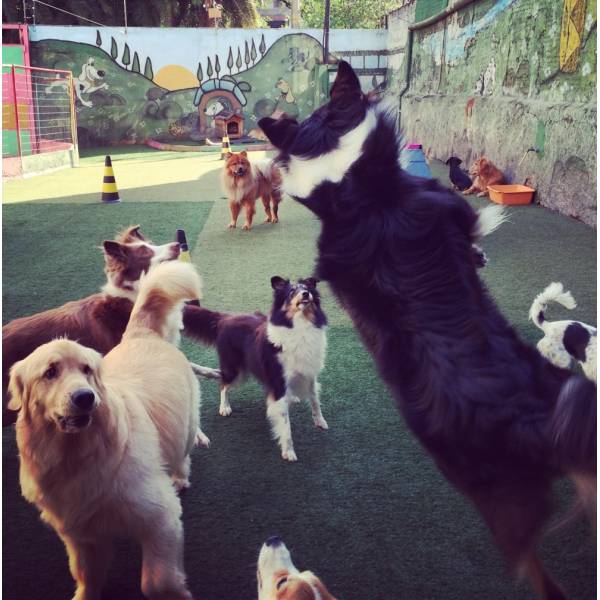 Diversão Hotel de Cachorros no Aeroporto - Hotel para Animais no Butantã