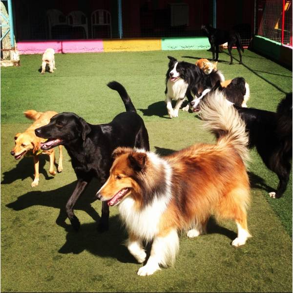 Diversão Hotel para Cachorro no Aeroporto - Hotel para Animais no Butantã