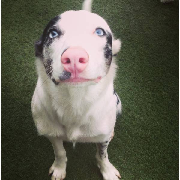 Dog Hotéis no Aeroporto - Hotelzinho para Cachorro na Berrini