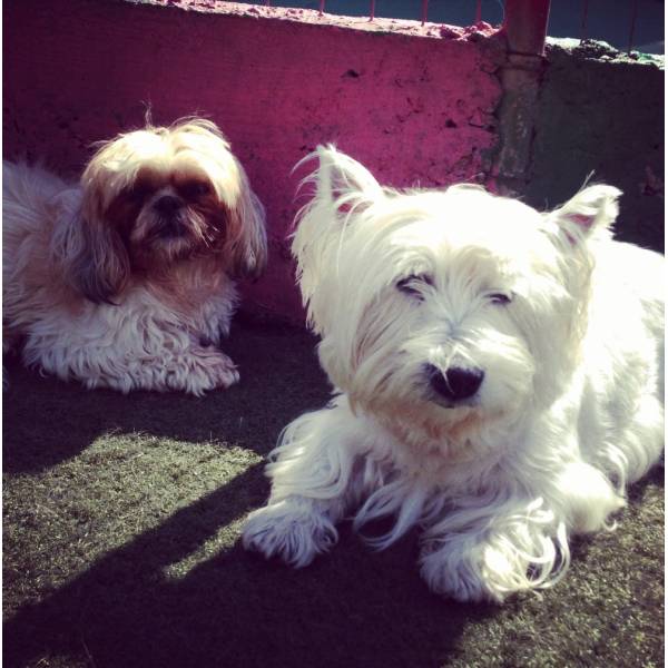 Dog Hotel em Santana de Parnaíba - Hotelzinho para Cachorro no Morumbi